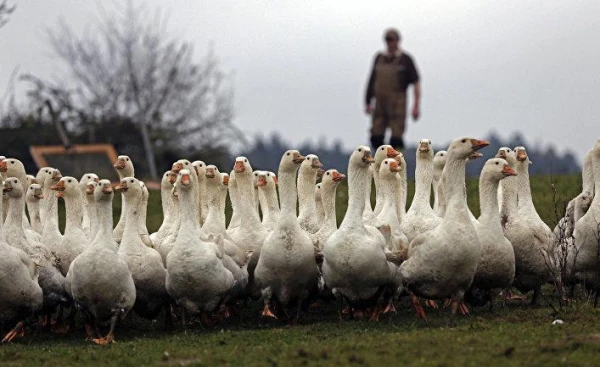 How American Military and Whiskey Producers Used Geese