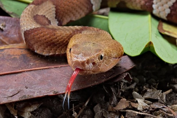 A Woman Miraculously Survived a Deadly Snake