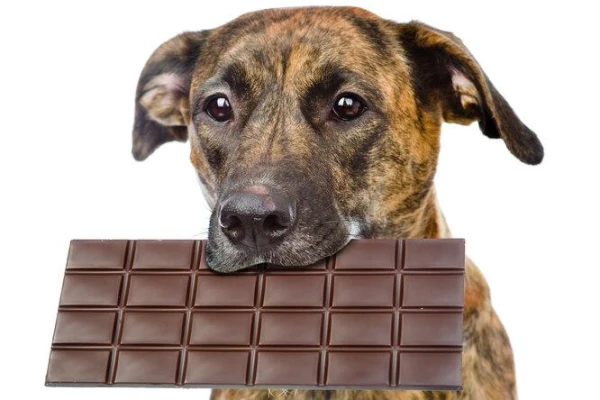 Seven Foods That Should Not Be Given to Dogs: Expert Opinion