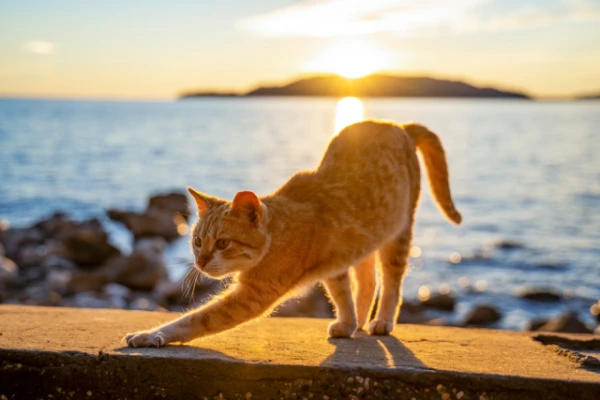 Why are ginger cats mostly male, and calico cats are only female?