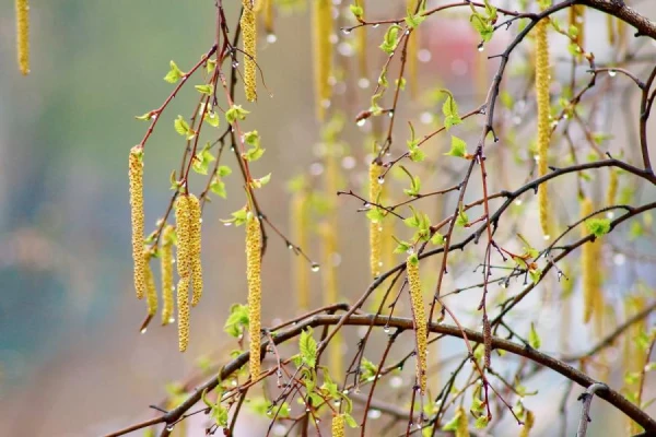 Cyril the Spring Indicator: What to Do on February 27