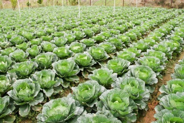Causes of Cabbage Rot