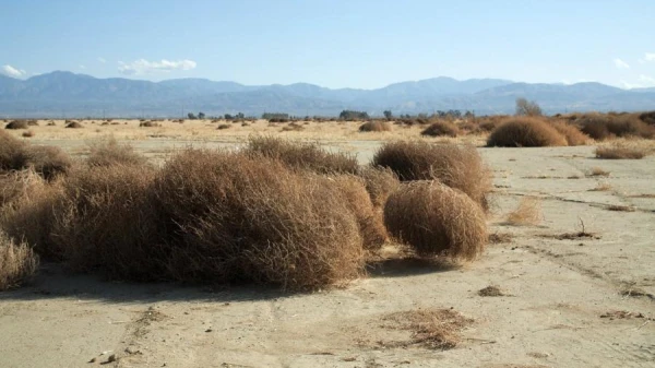 What Are Tumbling Tumbleweeds?