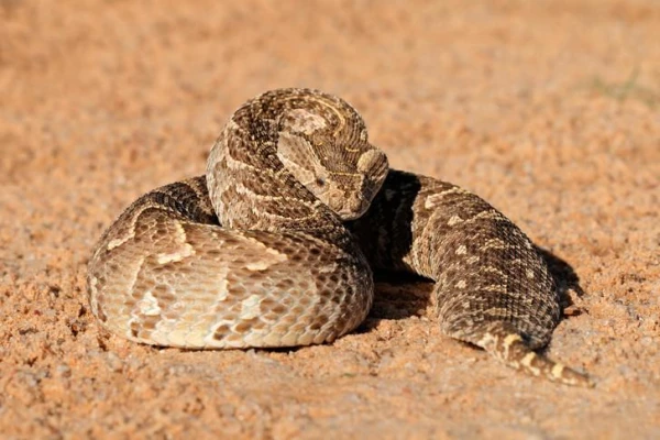 Can a venomous snake die from its own venom?