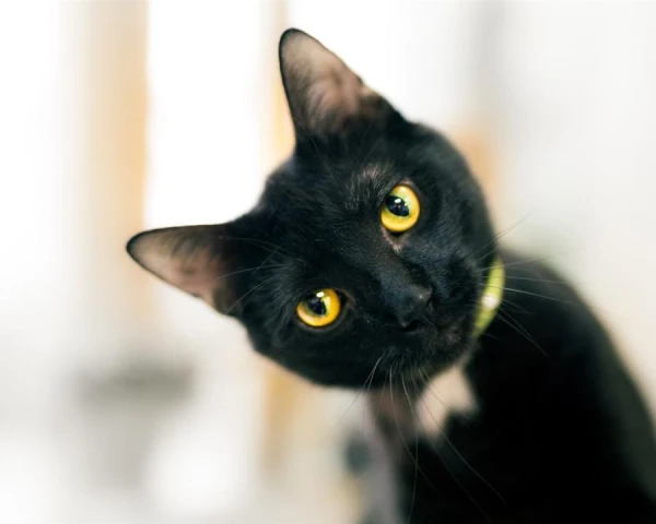 Why Do Cats Have Bald Spots on Their Ears?