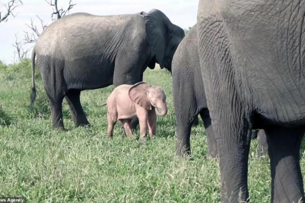The Pink Elephant: Meet the Most Unusual Baby of Africa