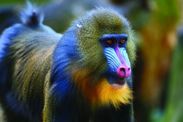 The Mystery of Nature: Why Monkeys Do Not Become Humans