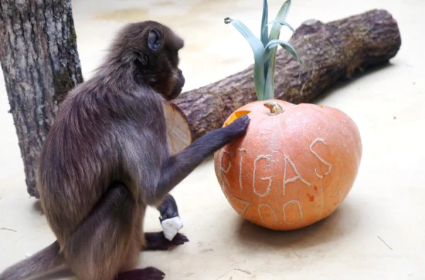 Deputies to the Latvian Saeima Will Be Elected in Zoos, Hospitals, and Shopping Centers