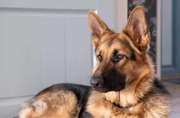 Details of Biden's Dog Attacks on White House Staff Revealed