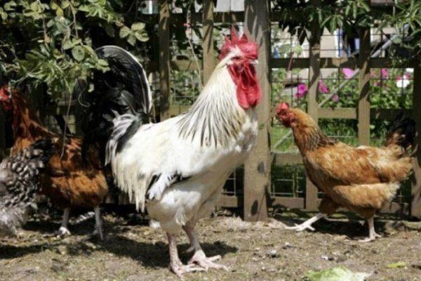 Study on the Impact of Classical Music on Broiler Health