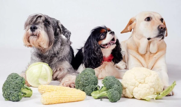 How did a domesticated wolf give rise to numerous dog breeds?