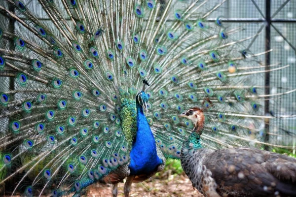 Do the feathers that fall from a peacock's tail regenerate?