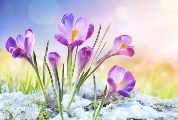 Don’t Miss the Chance: 5 Things to Do Before Spring Takes Hold