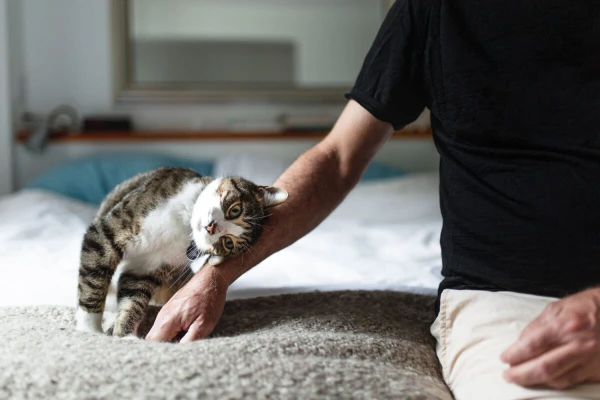 Does Your Cat Not Care About You? Study Reveals the Truth About Cats' Attachment to Humans