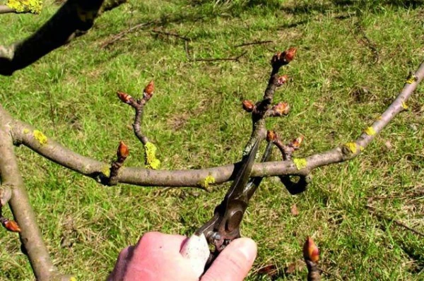 How to Create a Beautiful and Convenient Crown for Young Apple Trees?