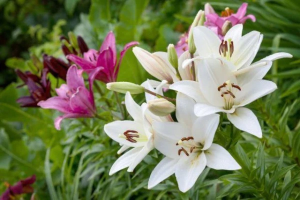 How to Properly Fertilize Lilies in the Garden?