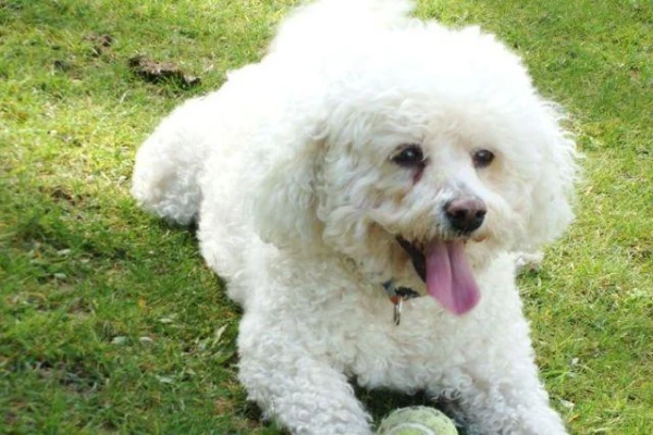 Veterinarians Explain Why Dogs Get Dandruff