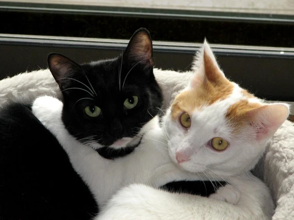 March 1 – World Cat Day