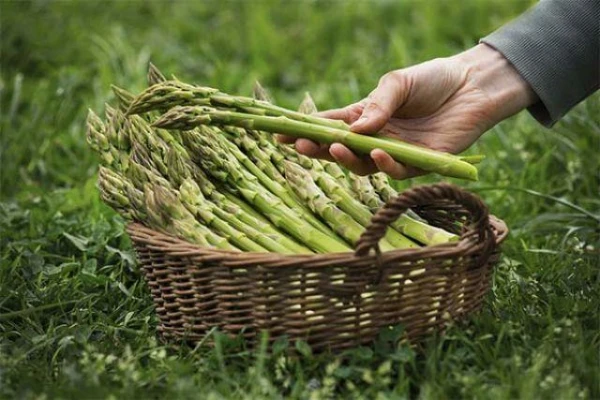 The Nutritionist Talked About the Health Benefits of Asparagus