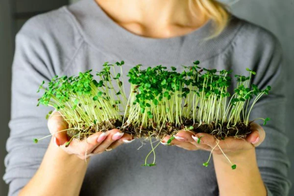 Which young plant leaves can be considered microgreens?