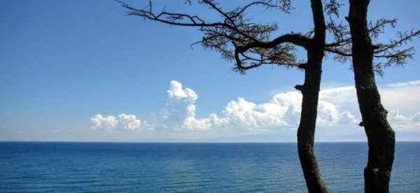 Researchers Investigate the Causes of Insect Disappearance from Loch Neagh