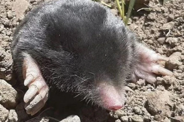 Where Do the 'Extreme' Moles Live?