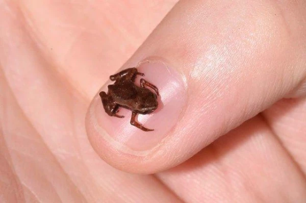 What is the tiniest animal on the planet?