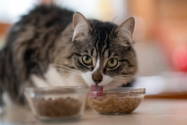 Why does the cat only eat the sauce from wet food?