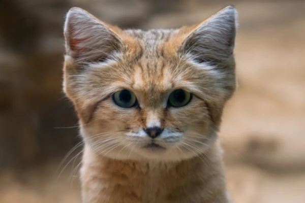 This Cat Barks Like a Dog: The Unusual Secret of a Feline Predator