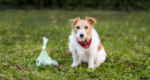 Sicilian Teaches Dog to Illegally Dump Trash on the Side of the Road