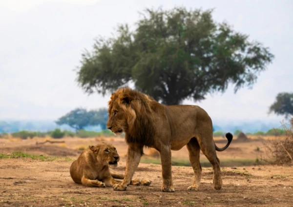 For the First Time in the World, a Poacher Was Punished Based on Lion DNA Analysis