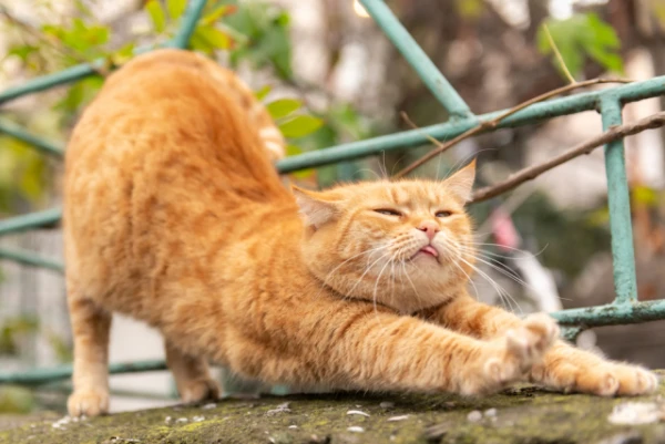Why do cats stretch so often and thoroughly?