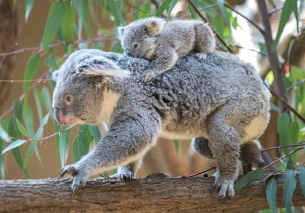 Why Are There So Many Marsupials in Australia?