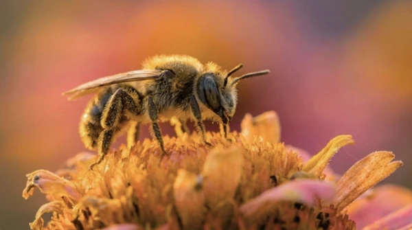 Honeybees Have Their Own Dance Floor