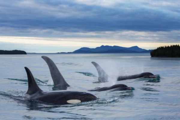 Orcas in Southern Alaska Change Diet According to Season