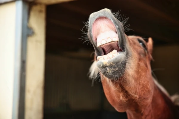 Horse Neighing: A Unique and Complex Vocal Trick
