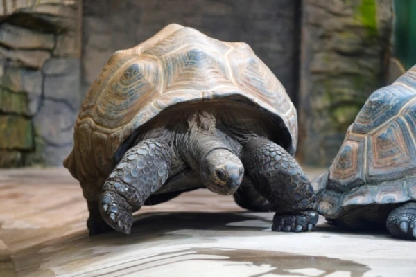Giant Tortoises Return Home After Nearly Two Centuries