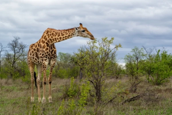 How does a giraffe manage to pump blood to a height of 6 meters without heart problems?