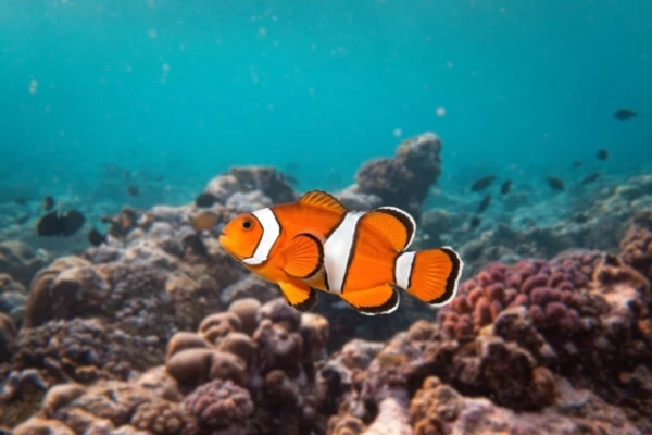 Young clownfish change color under community pressure