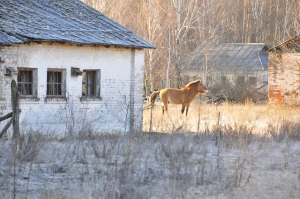 Lessons from Chernobyl: Humans are more dangerous to animals than radiation