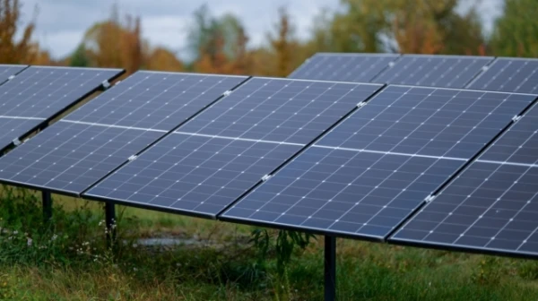 Solar Panels Unexpectedly Positively Affected Nearby Plants