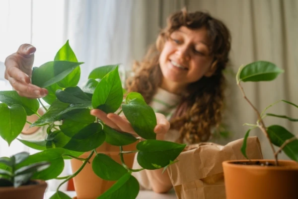 Houseplants: Not Just Decor, but an Ecological Infrastructure