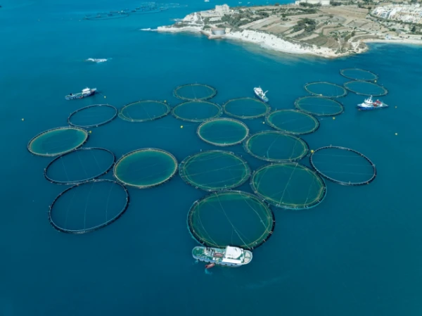 Why is farmed fish safer to eat than wild fish?