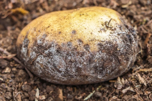 Whose will you be: the origin of potato late blight revealed