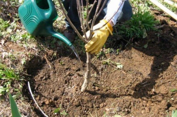 How to Properly Plant an Apple Tree Seedling?