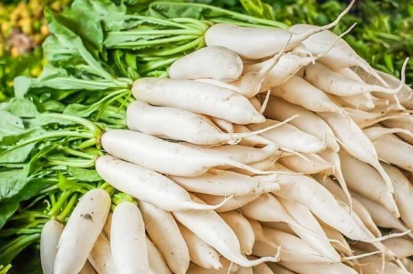 How to Properly Transplant Daikon?