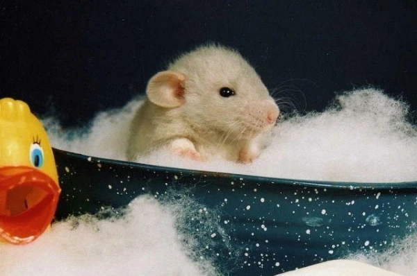 Can You Bathe a Hamster?