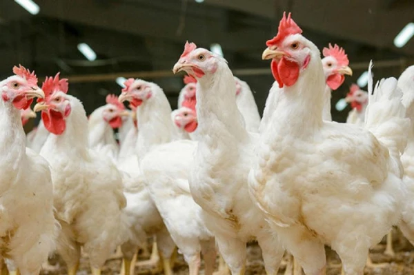 UK authorities intend to allow carrying chickens by their legs