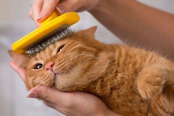 How often should you groom pets?