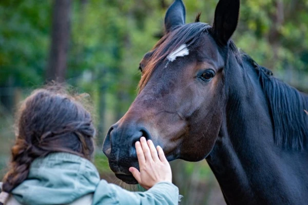 Can Animals Recognize Human Fear? A Study with Horses